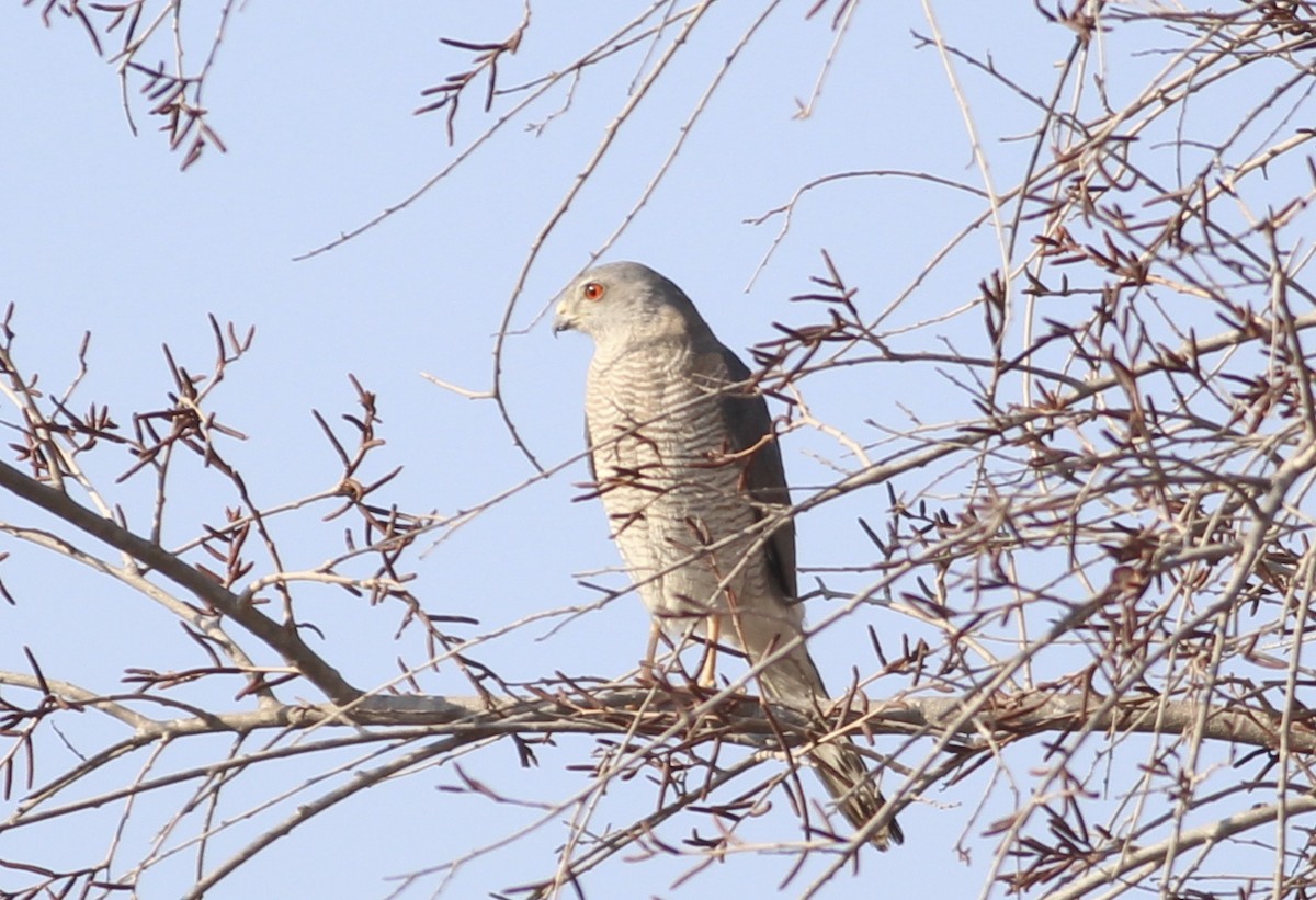 タカサゴダカ - ML576479381