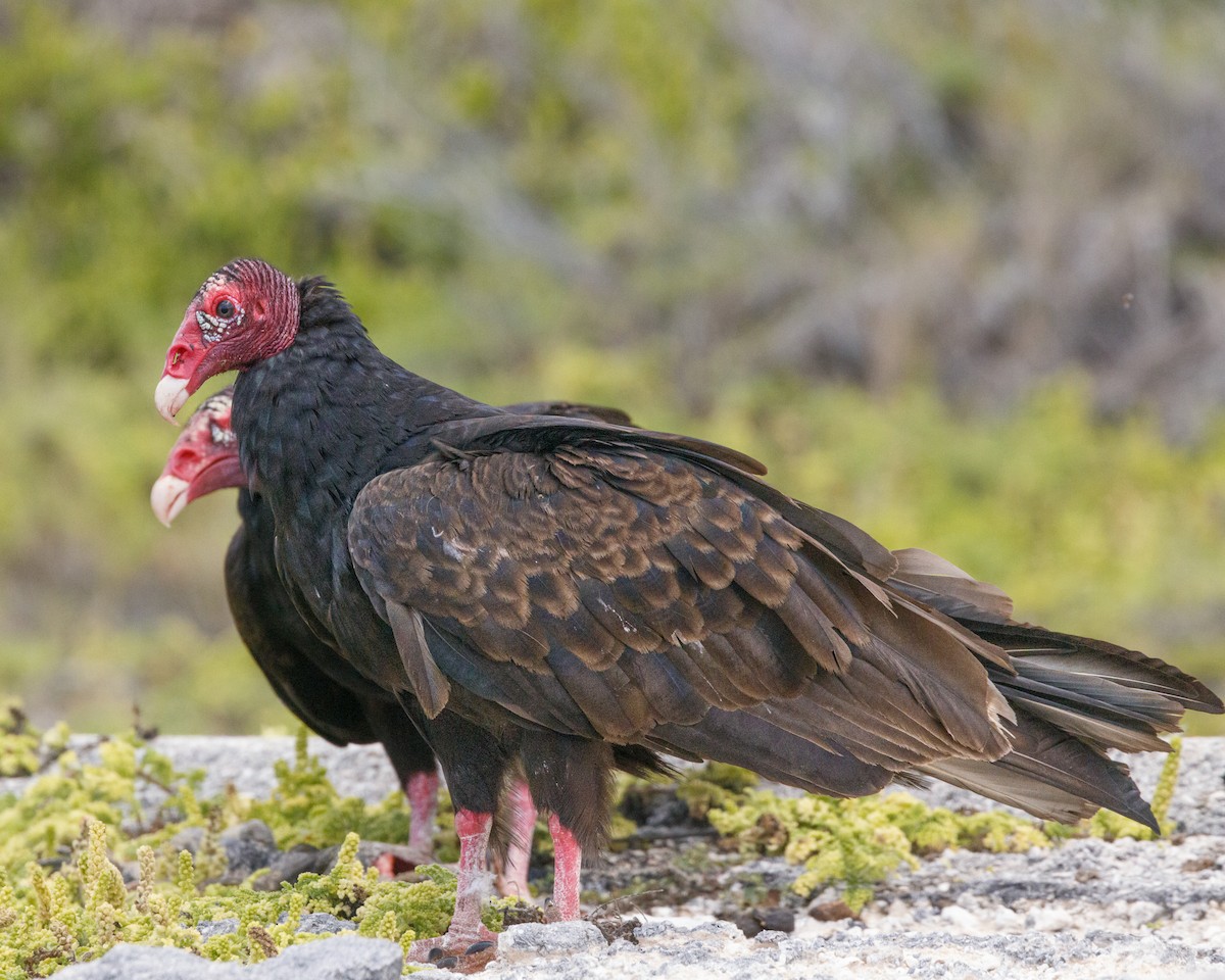 Turkey Vulture - ML576481801