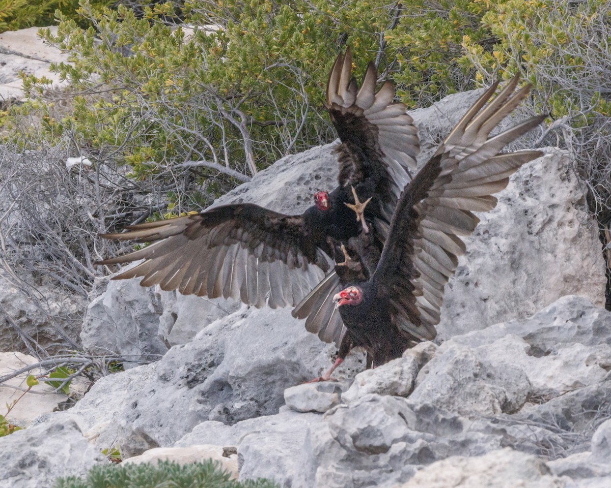 Turkey Vulture - ML576481811