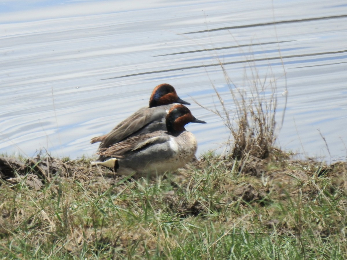 Green-winged Teal - ML576482711