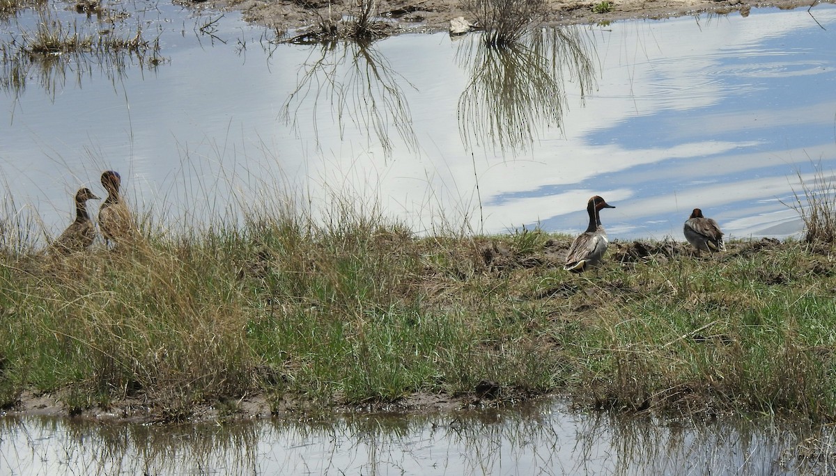 Green-winged Teal - ML576482731