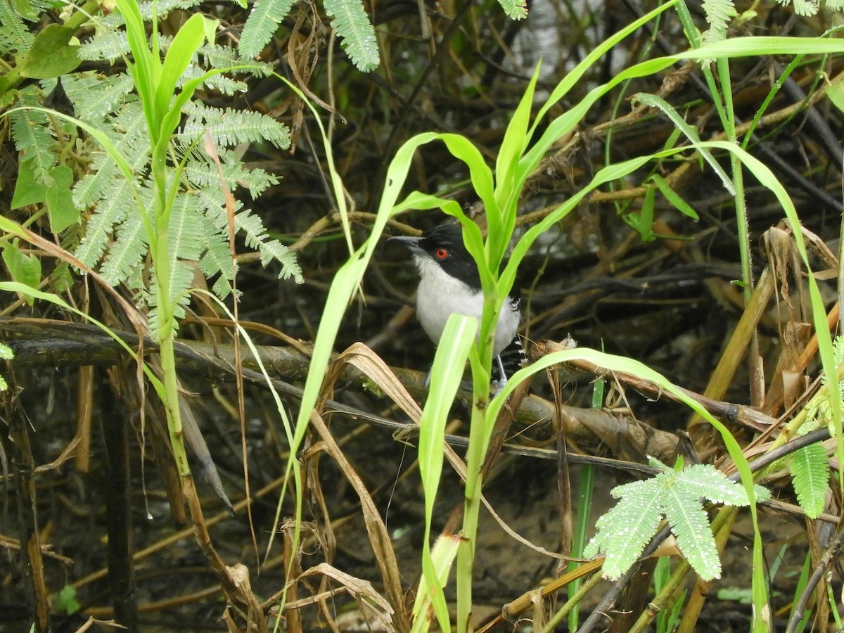 Great Antshrike - ML576482771