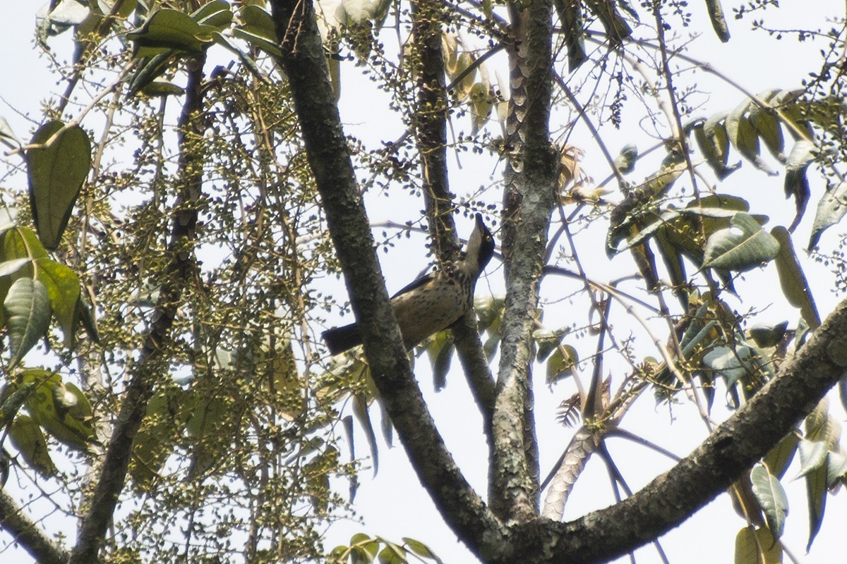 Sharpe's Starling - ML576483061