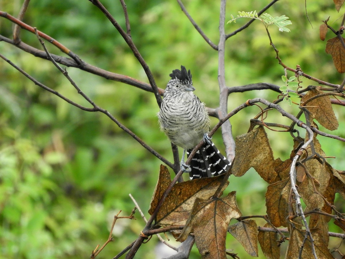 Barred Antshrike - ML576483301