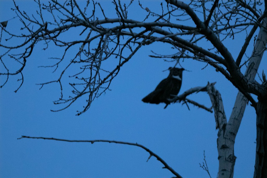 Great Horned Owl - ML576484871