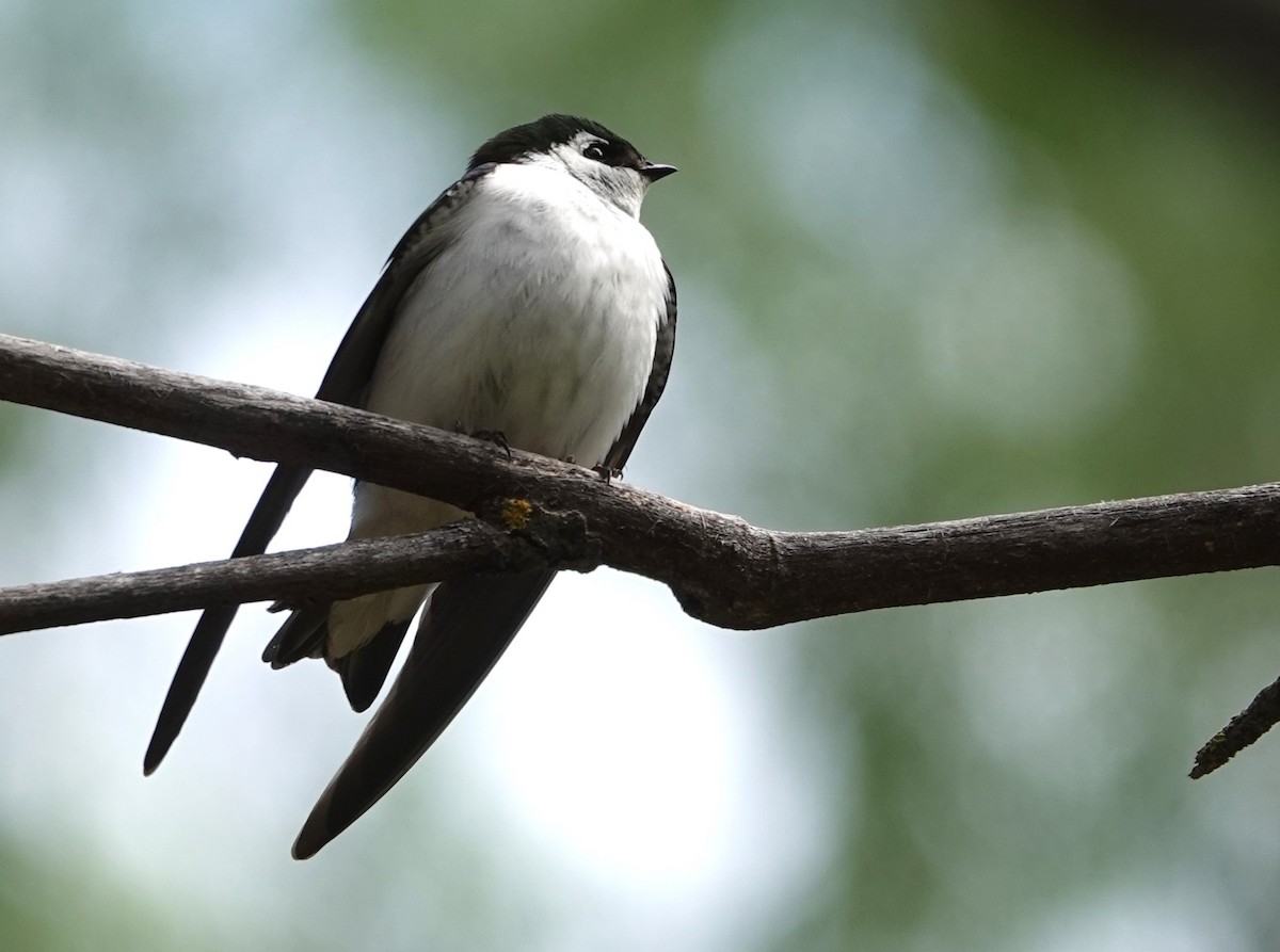 Violet-green Swallow - Rene Laubach