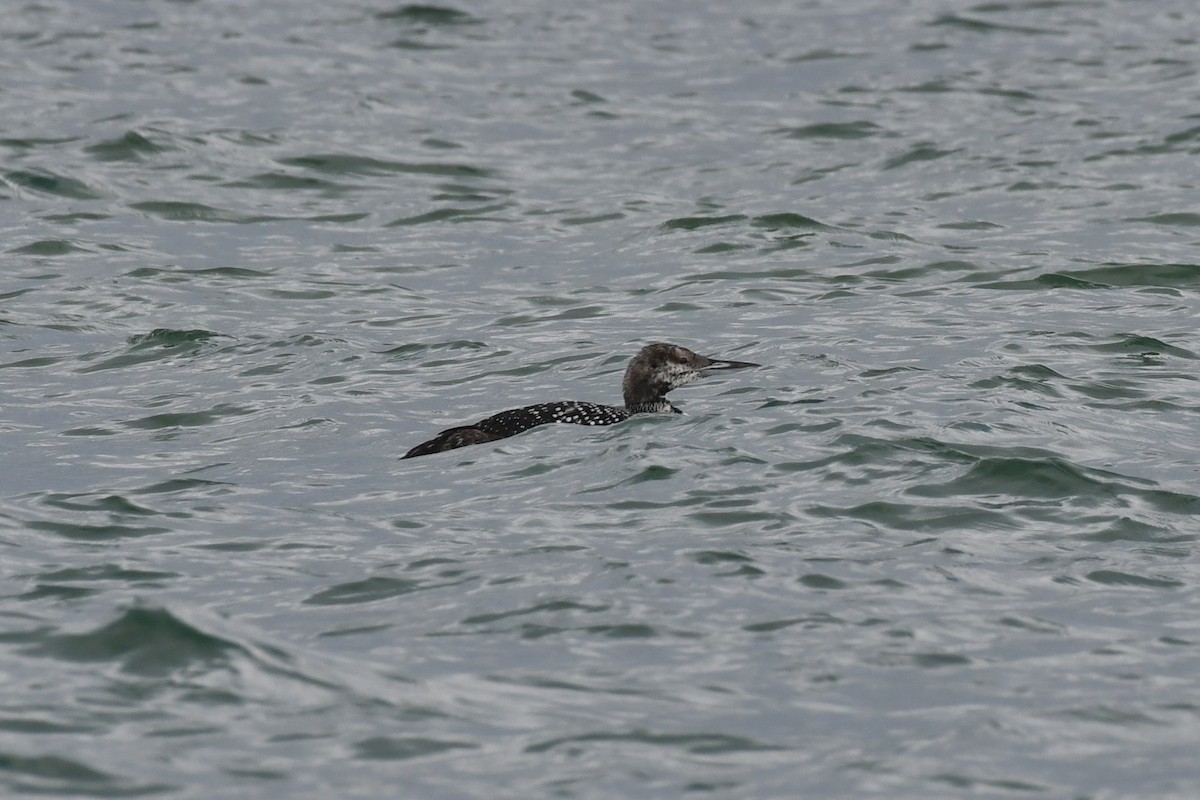 Common Loon - ML576486631