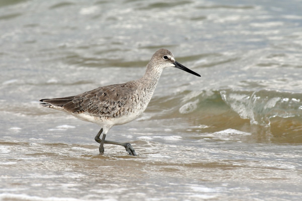 Willet - ML576487051