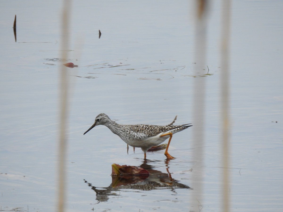 Lesser Yellowlegs - ML576487311