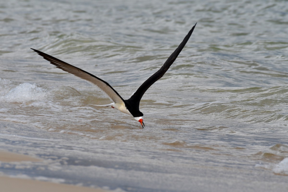 Black Skimmer - ML576488611