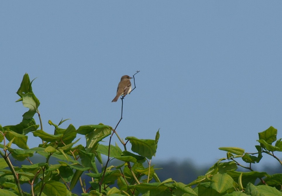 Willow Flycatcher - ML576488761