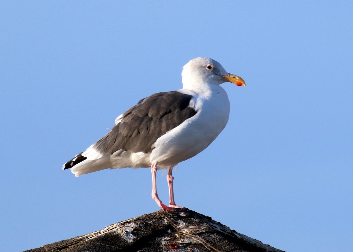 Western Gull - ML576488991