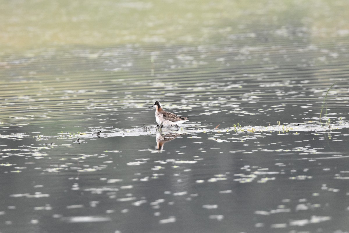 Wilson's Phalarope - ML576489431