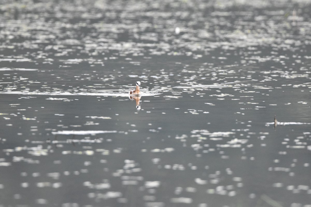 Wilson's Phalarope - ML576489621