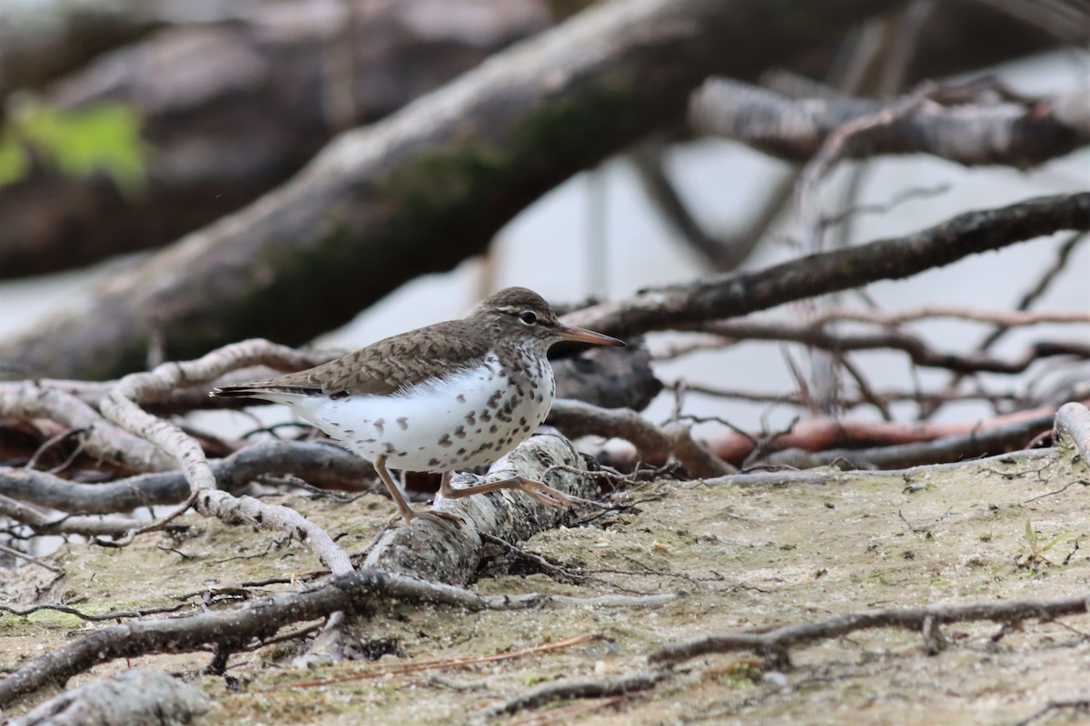 Spotted Sandpiper - ML576490751