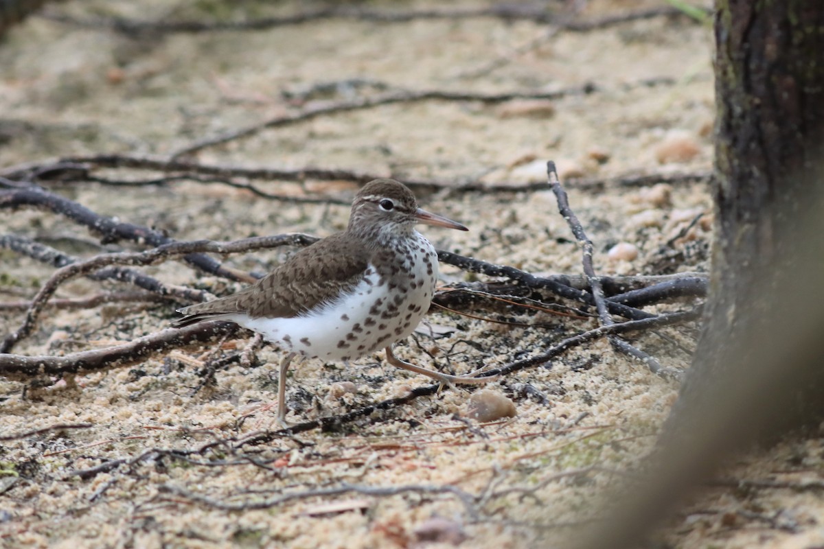 Spotted Sandpiper - ML576490761