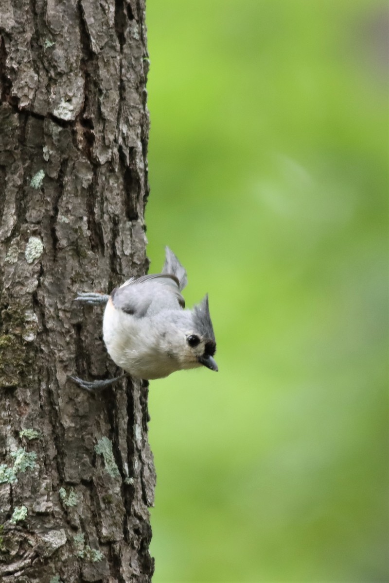 Tufted Titmouse - ML576491271