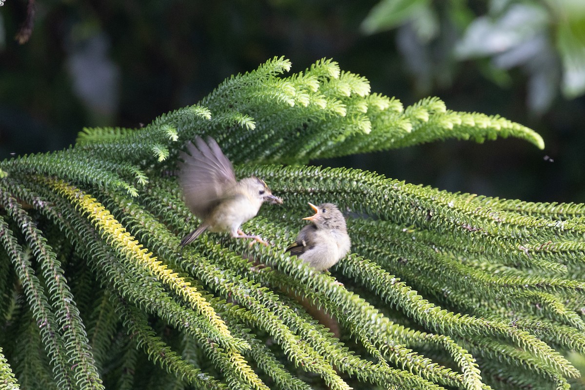 Goldcrest (Sao Miguel) - ML576491631