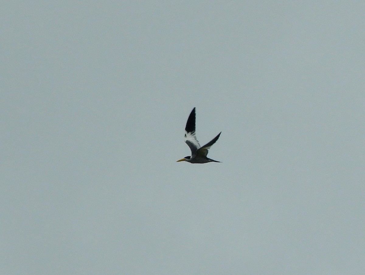 Large-billed Tern - Gonzalo Diaz