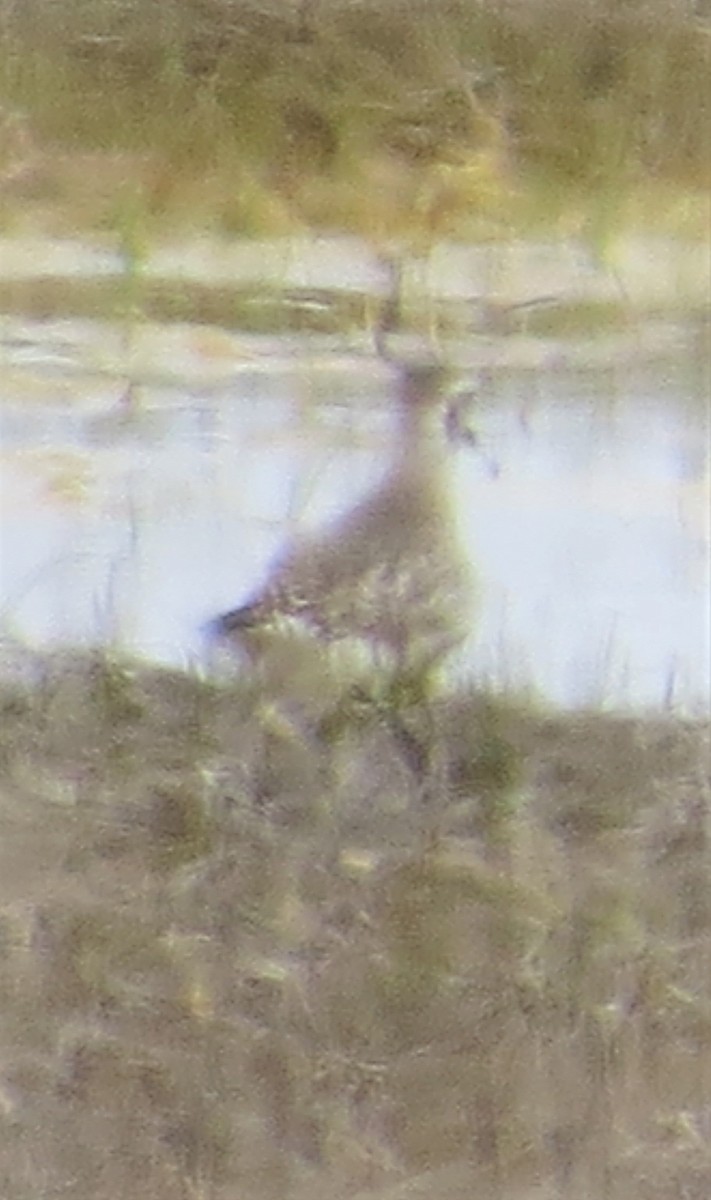 Black-bellied Plover - ML576492411