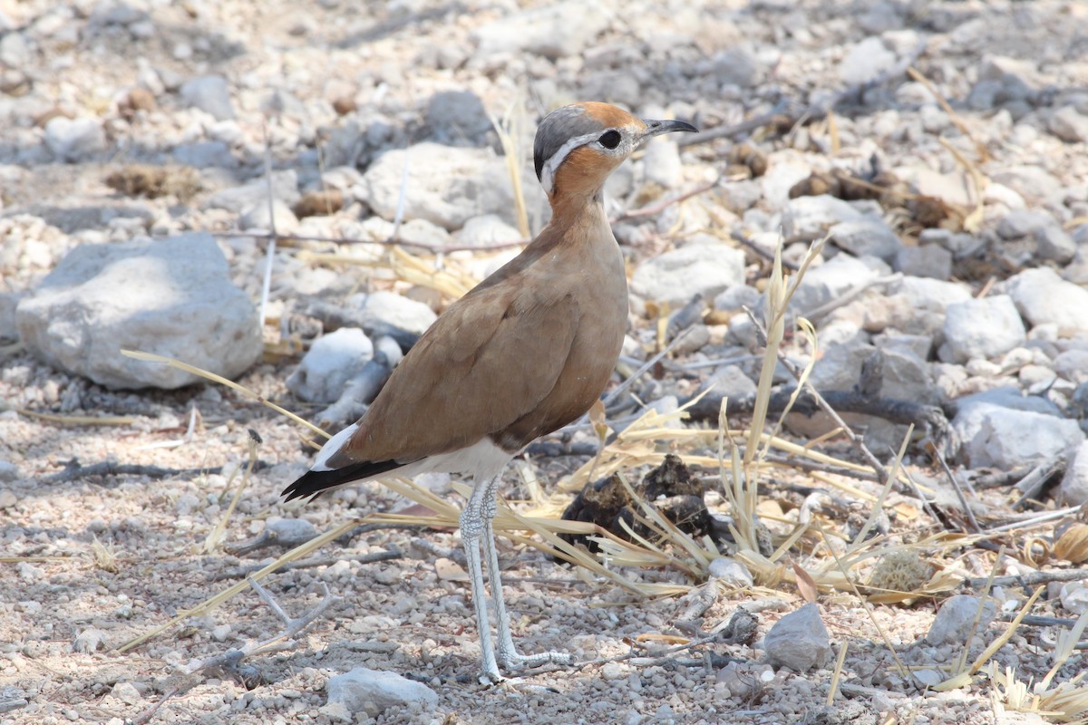 Burchell's Courser - Thomas Plath