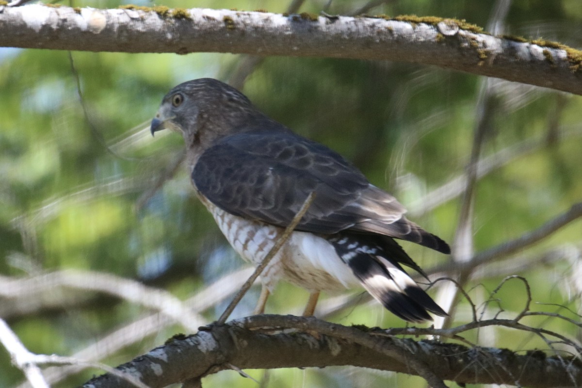 Petite Buse - ML576492961