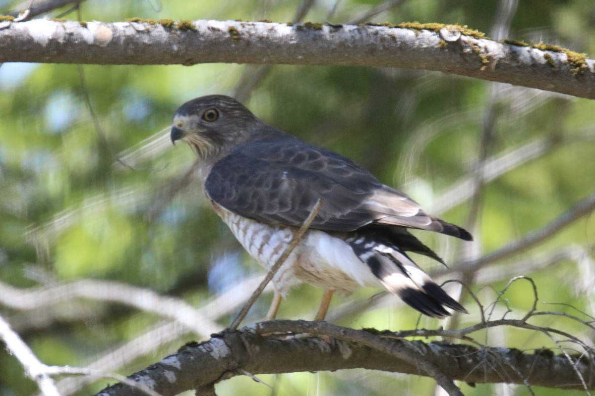 Broad-winged Hawk - ML576492971