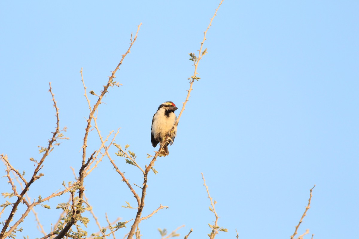 Pied Barbet - ML576493291