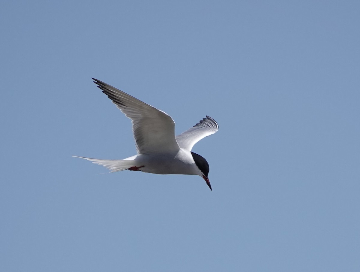 Common Tern - ML576493571