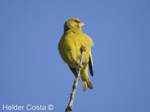 European Greenfinch - ML57649381