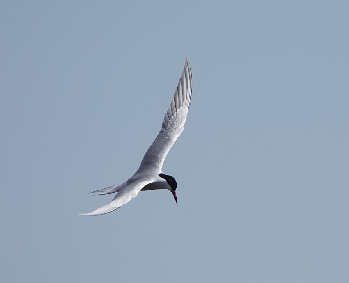 Common Tern - Pat Lucas