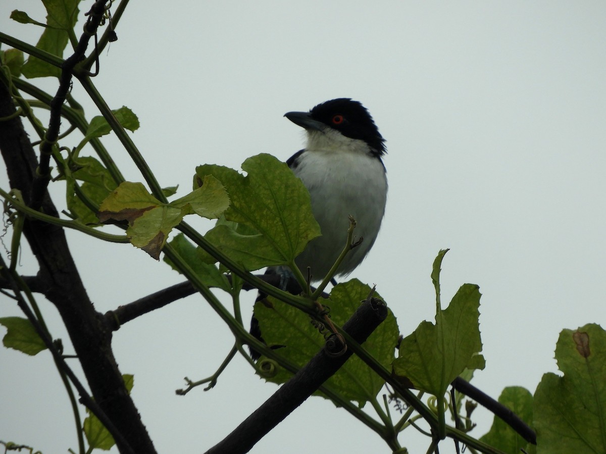 Great Antshrike - ML576494141