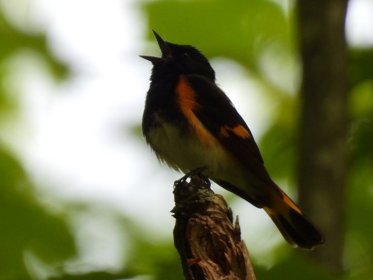 American Redstart - ML576494701