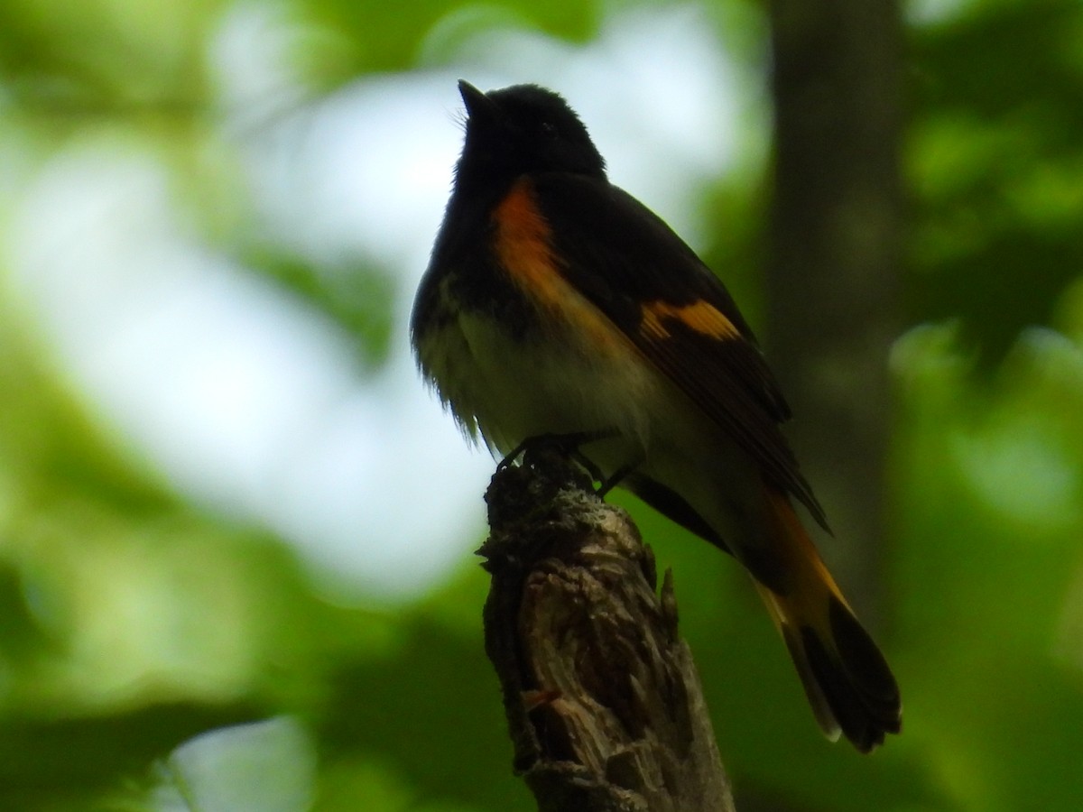 American Redstart - ML576494731