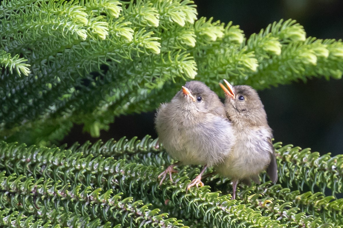 Goldcrest (Sao Miguel) - Magdalena Nogaj