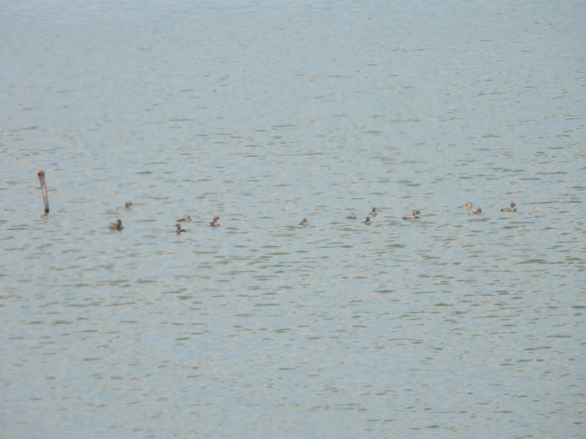 Pied-billed Grebe - ML576496321