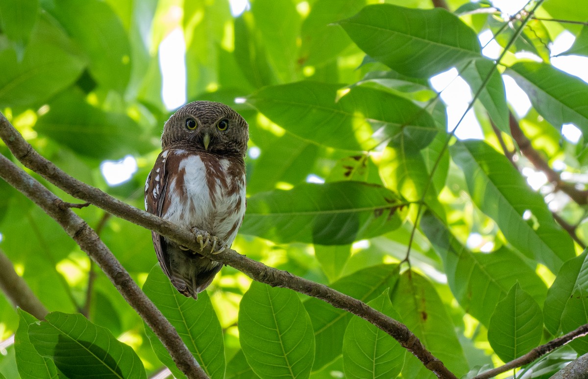 Javan Owlet - Forest Botial-Jarvis