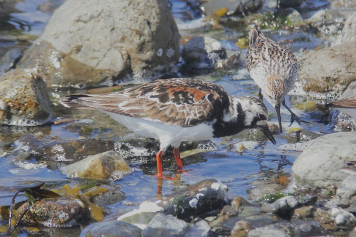 Ruddy Turnstone - ML576496641