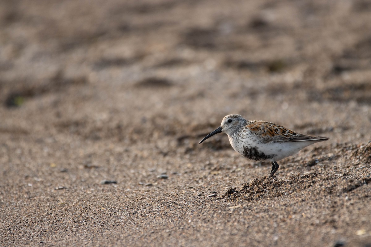 Bécasseau variable - ML576497661