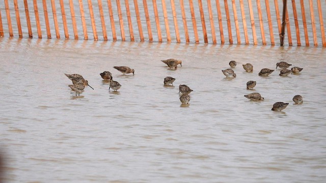 Short-billed Dowitcher - ML576498001