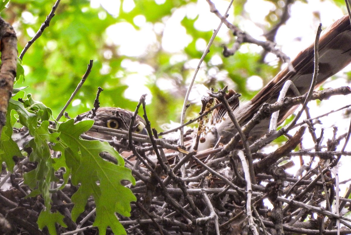 Cooper's Hawk - ML576501251