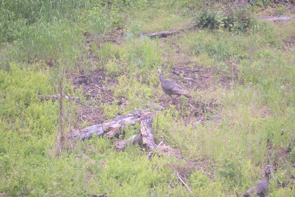 Wild Turkey - ML57650151