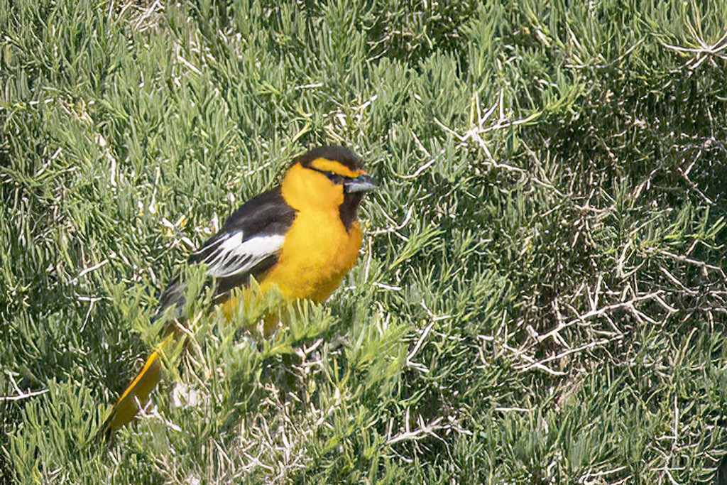 Bullock's Oriole - John Richards