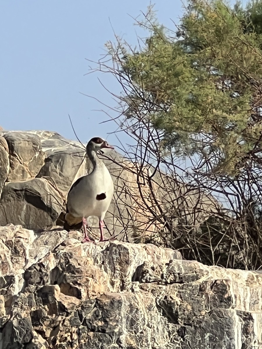 Egyptian Goose - Helen Clark