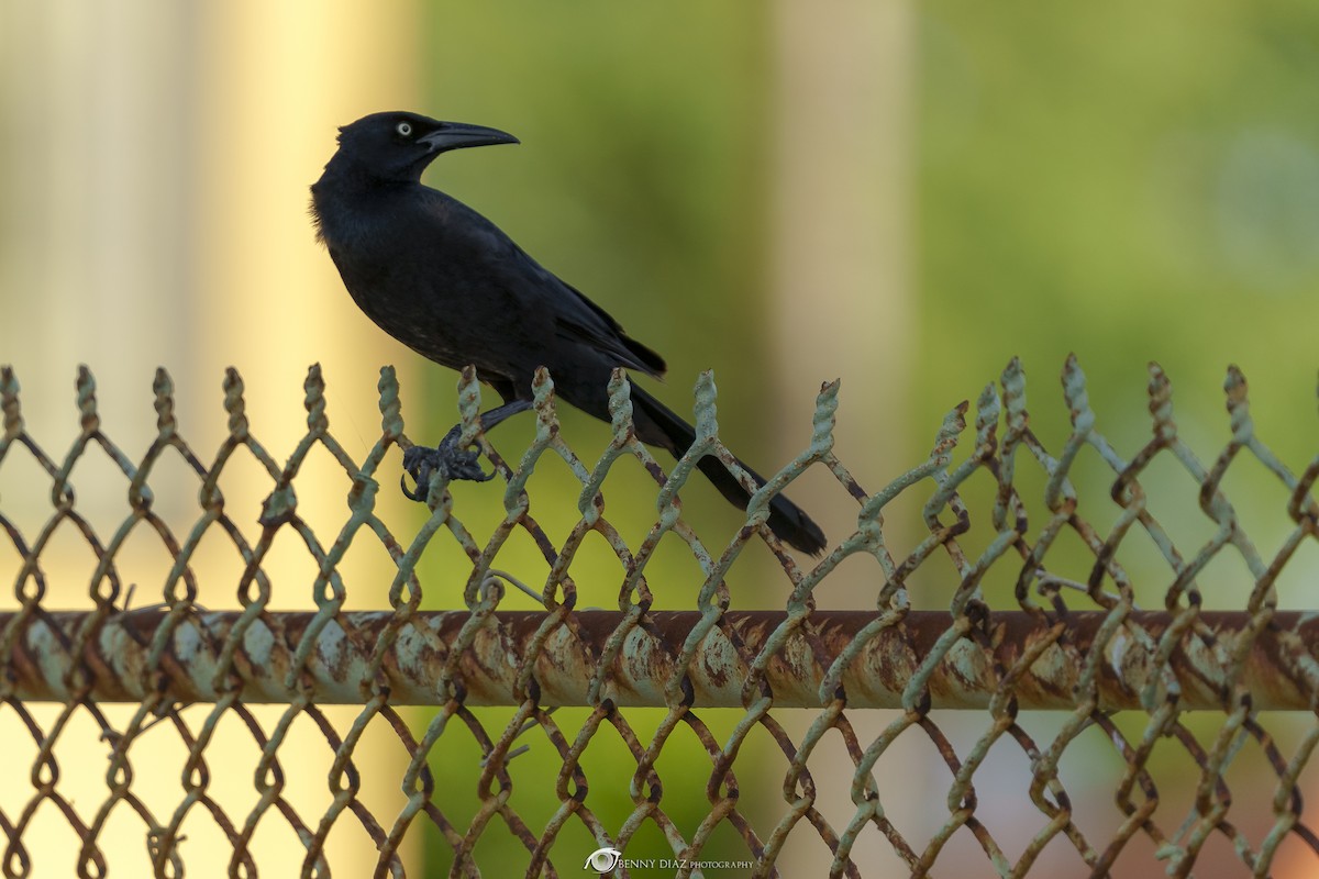 Great-tailed Grackle - Benny Diaz