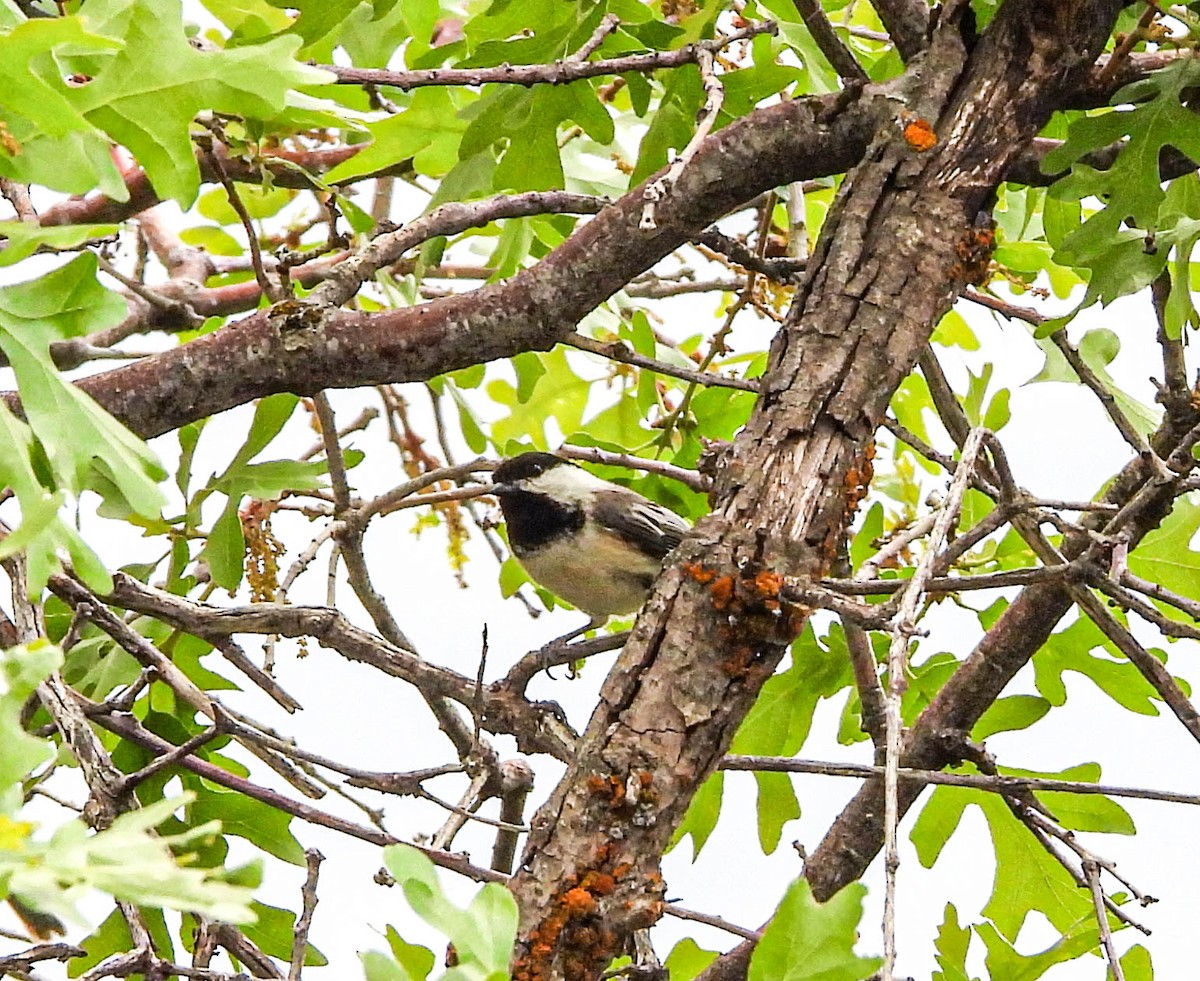 Black-capped Chickadee - ML576502671