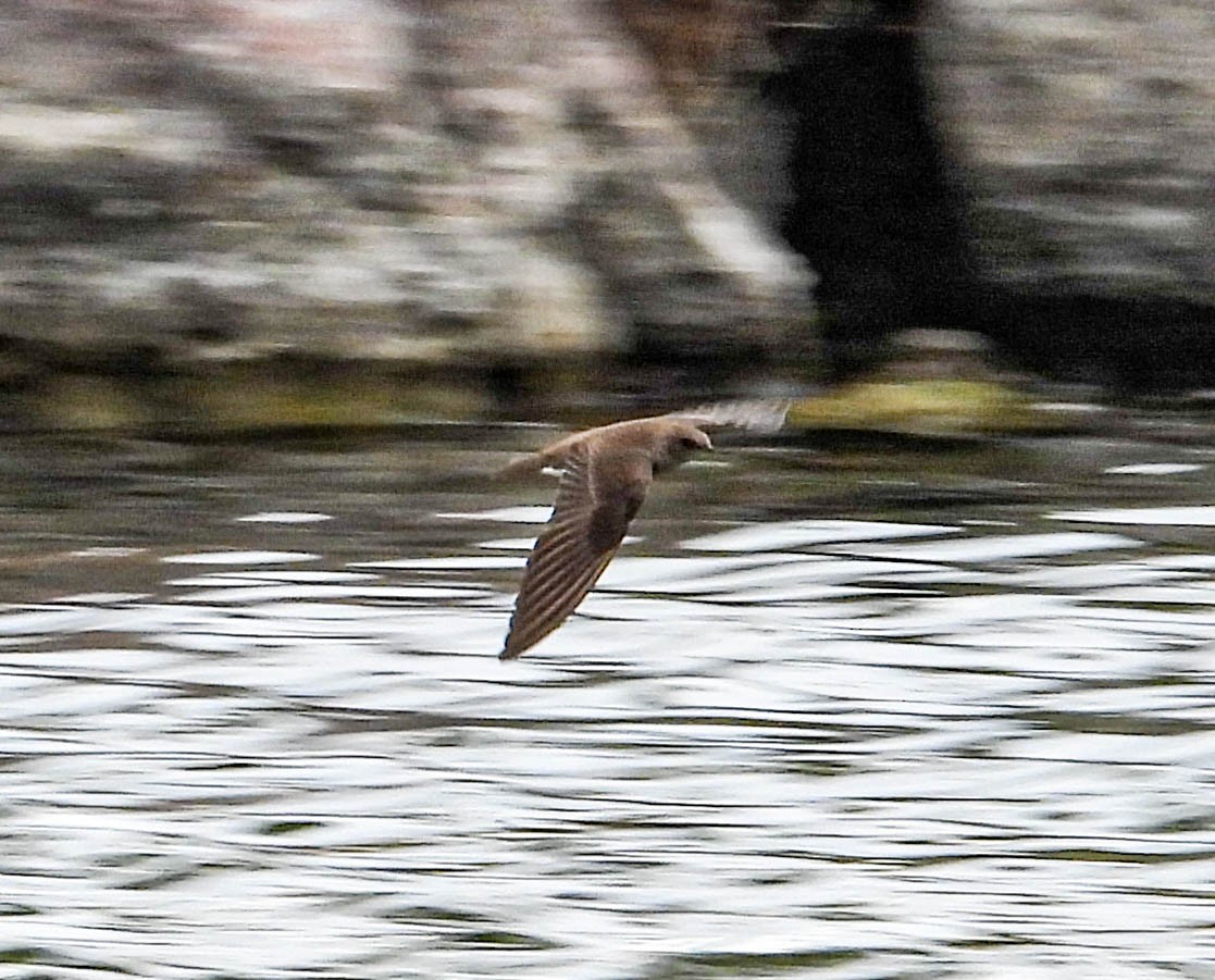 Northern Rough-winged Swallow - ML576502761