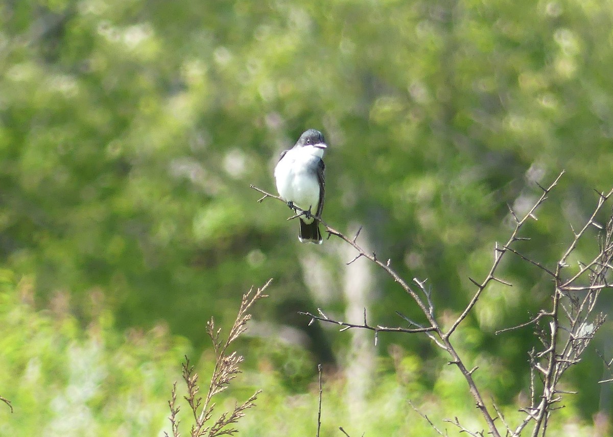 Eastern Kingbird - ML576503311