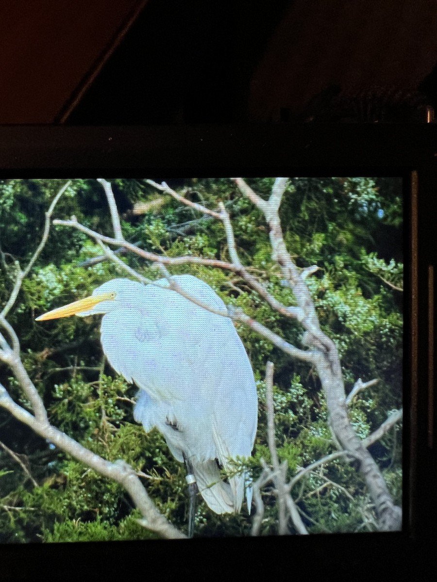 Great Egret - ML576503551