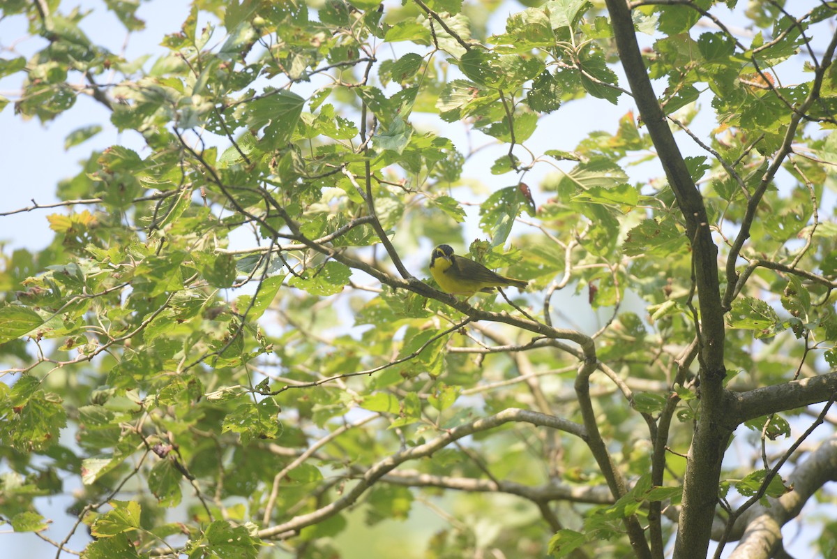 Kentucky Warbler - Daniel DeLapp